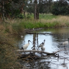 Threskiornis molucca (Australian White Ibis) at Amaroo, ACT - 14 Dec 2017 by AlisonMilton