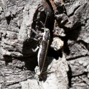 Rhinotia suturalis at Booth, ACT - 6 Jan 2018