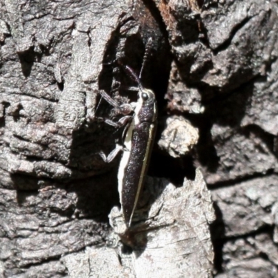 Rhinotia suturalis (Belid weevil) at Booth, ACT - 6 Jan 2018 by HarveyPerkins