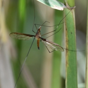 Leptotarsus (Macromastix) costalis at Rendezvous Creek, ACT - 6 Jan 2018