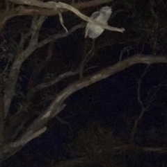 Podargus strigoides (Tawny Frogmouth) at Deakin, ACT - 6 Jan 2018 by KL