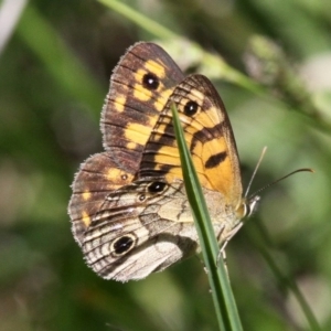 Heteronympha cordace at Paddys River, ACT - 1 Jan 2018