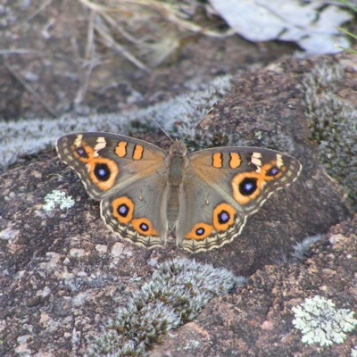 Junonia villida (Meadow Argus) at Mount Taylor - 3 Jan 2018 by MatthewFrawley