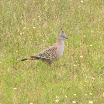 Ocyphaps lophotes (Crested Pigeon) at Mount Taylor - 3 Jan 2018 by MatthewFrawley