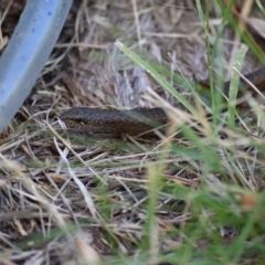 Saproscincus mustelinus (Weasel Skink) at Weston, ACT - 6 Jan 2018 by jmcleod