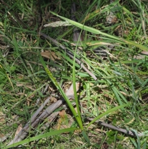 Carex incomitata at Mount Clear, ACT - 4 Jan 2018 10:30 AM