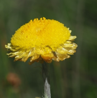 Coronidium monticola (Mountain Button Everlasting) at Mount Clear, ACT - 4 Jan 2018 by KenT