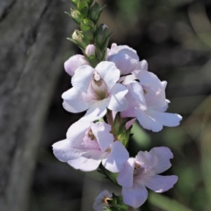 Euphrasia collina subsp. paludosa at Booth, ACT - 4 Jan 2018