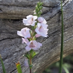 Euphrasia collina subsp. paludosa at Booth, ACT - 4 Jan 2018