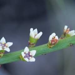 Choretrum pauciflorum (Dwarf Sour Bush) at Booth, ACT - 3 Jan 2018 by KenT