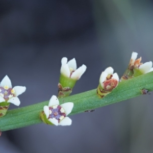 Choretrum pauciflorum at Booth, ACT - 4 Jan 2018 07:44 AM