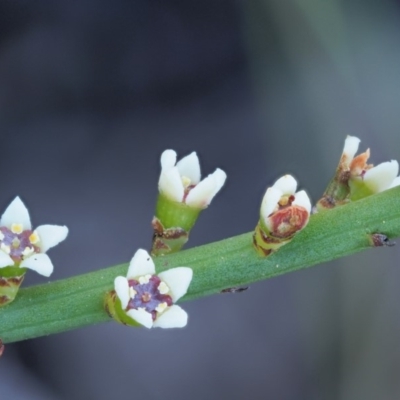 Choretrum pauciflorum (Dwarf Sour Bush) at Booth, ACT - 3 Jan 2018 by KenT