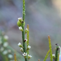 Choretrum pauciflorum at Booth, ACT - 4 Jan 2018 07:44 AM