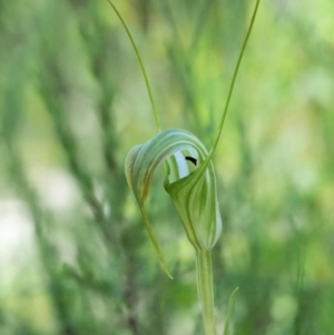 Diplodium decurvum at Mount Clear, ACT - suppressed