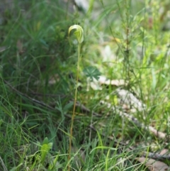 Diplodium decurvum at Mount Clear, ACT - suppressed