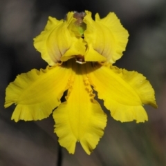 Velleia paradoxa (Spur Velleia) at Booth, ACT - 3 Jan 2018 by KenT