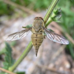 Trichophthalma punctata at Chifley, ACT - 4 Jan 2018