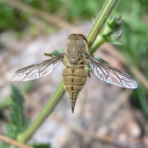 Trichophthalma punctata at Chifley, ACT - 4 Jan 2018