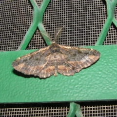 Pholodes sinistraria (Sinister or Frilled Bark Moth) at Kambah, ACT - 3 Jan 2018 by MatthewFrawley