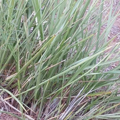 Dianella revoluta var. revoluta (Black-Anther Flax Lily) at Isaacs Ridge - 7 Jan 2018 by Mike