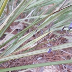 Dianella revoluta var. revoluta at Isaacs Ridge - 7 Jan 2018