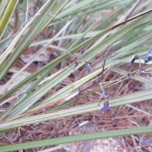 Dianella revoluta var. revoluta at Isaacs Ridge - 7 Jan 2018