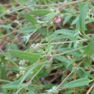 Einadia nutans subsp. nutans (Climbing Saltbush) at Isaacs, ACT - 6 Jan 2018 by Mike