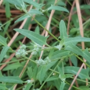 Einadia nutans subsp. nutans at Isaacs, ACT - 7 Jan 2018 07:43 AM