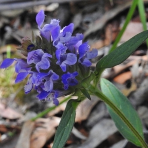 Prunella vulgaris at Paddys River, ACT - 7 Jan 2018 09:52 AM