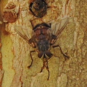 Rutilia (Rutilia) sp. (genus & subgenus) at Paddys River, ACT - 7 Jan 2018 09:13 AM