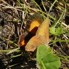 Paralucia aurifera (Bright Copper) at Tidbinbilla Nature Reserve - 6 Jan 2018 by JohnBundock