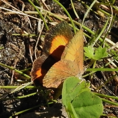 Paralucia aurifera (Bright Copper) at Paddys River, ACT - 6 Jan 2018 by JohnBundock