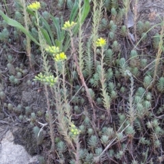 Sedum rupestre (Rocky Stonecrop or Deflexed Stonecrop) at Isaacs, ACT - 7 Jan 2018 by Mike