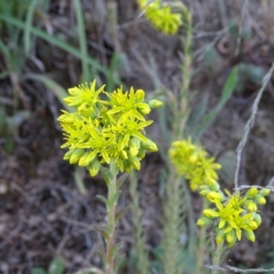 Sedum rupestre at Isaacs, ACT - 7 Jan 2018