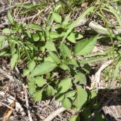 Bidens pilosa (Cobbler's Pegs, Farmer's Friend) at Jerrabomberra, ACT - 2 Jan 2018 by Mike