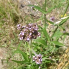 Verbena incompta (Purpletop) at Jerrabomberra, ACT - 3 Jan 2018 by Mike