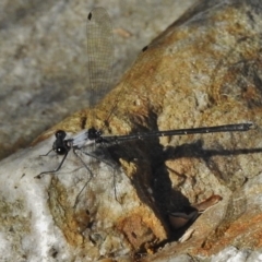 Austroargiolestes calcaris (Powdered Flatwing) at Paddys River, ACT - 7 Jan 2018 by JohnBundock