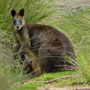 Wallabia bicolor at Paddys River, ACT - 21 Oct 2016