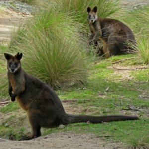 Wallabia bicolor at Paddys River, ACT - 21 Oct 2016