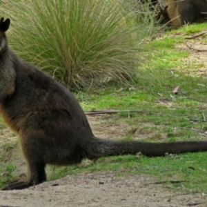 Wallabia bicolor at Paddys River, ACT - 21 Oct 2016