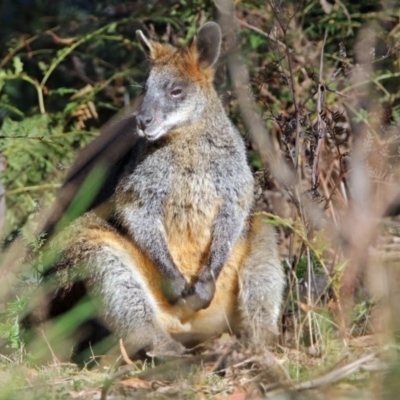 Wallabia bicolor (Swamp Wallaby) at Paddys River, ACT - 29 Jun 2017 by RodDeb