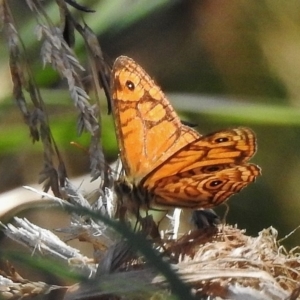 Geitoneura acantha at Paddys River, ACT - 7 Jan 2018