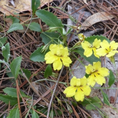 Goodenia hederacea subsp. hederacea (Ivy Goodenia, Forest Goodenia) at Jerrabomberra, ACT - 2 Jan 2018 by Mike