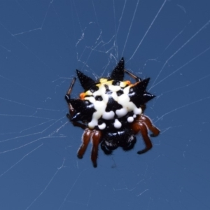 Austracantha minax at Lyneham, ACT - 7 Jan 2018 08:37 AM