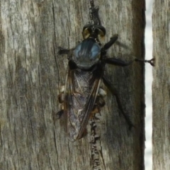 Blepharotes splendidissimus (Giant Blue Robber Fly) at Ainslie, ACT - 7 Jan 2018 by SusanneG