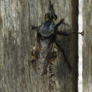 Blepharotes splendidissimus at Ainslie, ACT - 7 Jan 2018 04:49 PM