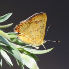 Hypochrysops byzos (Yellow Jewel) at suppressed - 7 Jan 2018 by HarveyPerkins