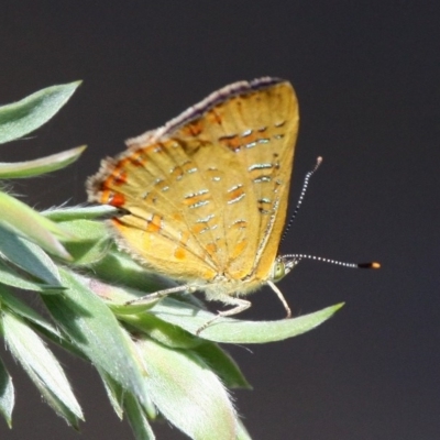 Hypochrysops byzos (Yellow Jewel) at Cotter River, ACT by HarveyPerkins