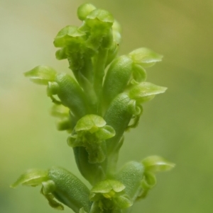 Microtis sp. aff. unifolia at Mount Clear, ACT - 4 Jan 2018