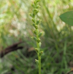 Microtis sp. aff. unifolia at Mount Clear, ACT - 4 Jan 2018